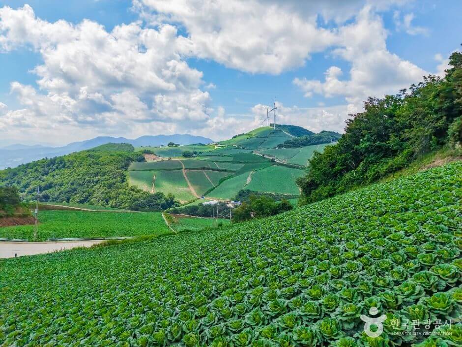 여름 고산 피서지 안반데기