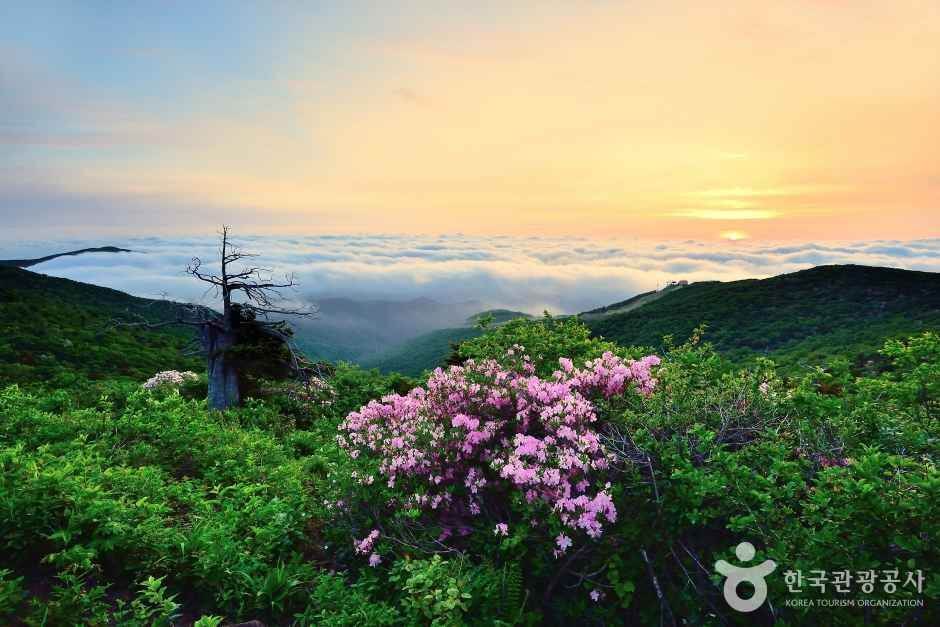 여름 고지 피서지 함백산
